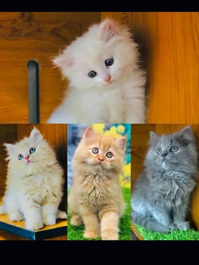 Persian Cat For Sale