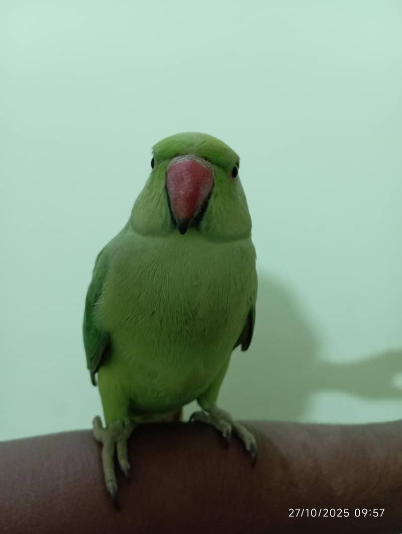 Green Ringneck Pair 0