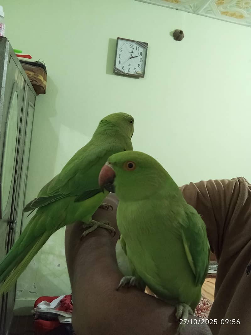 Green Ringneck Pair 1