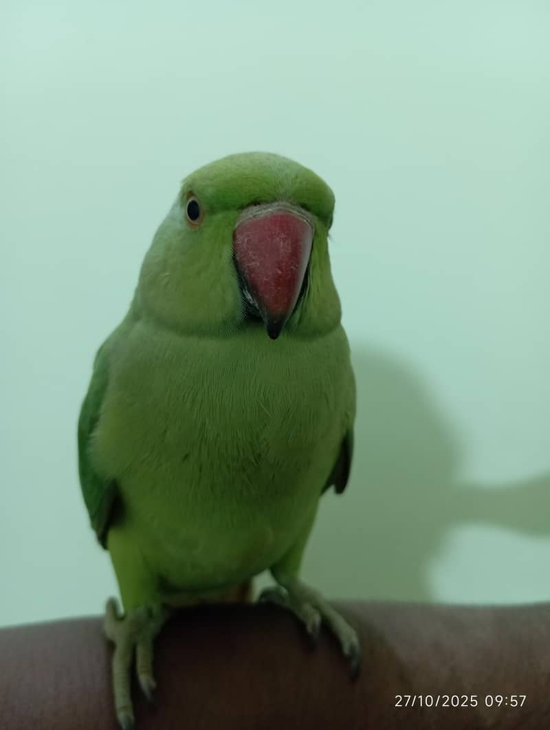 Green Ringneck Pair 2