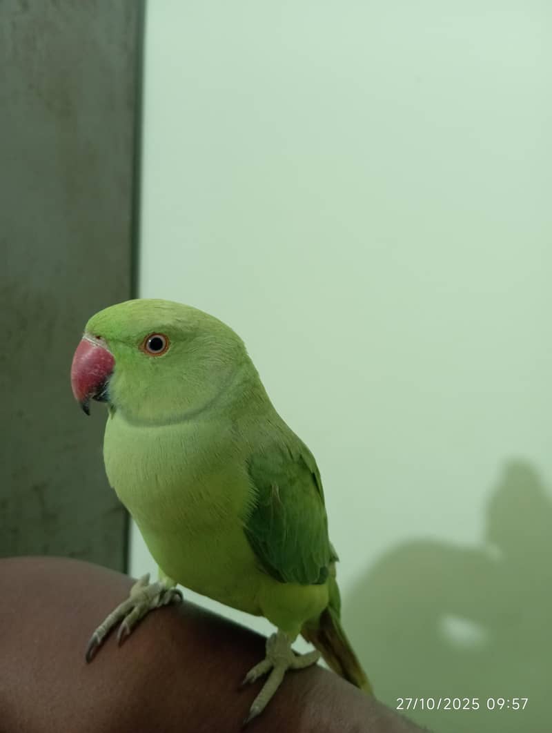 Green Ringneck Pair 3