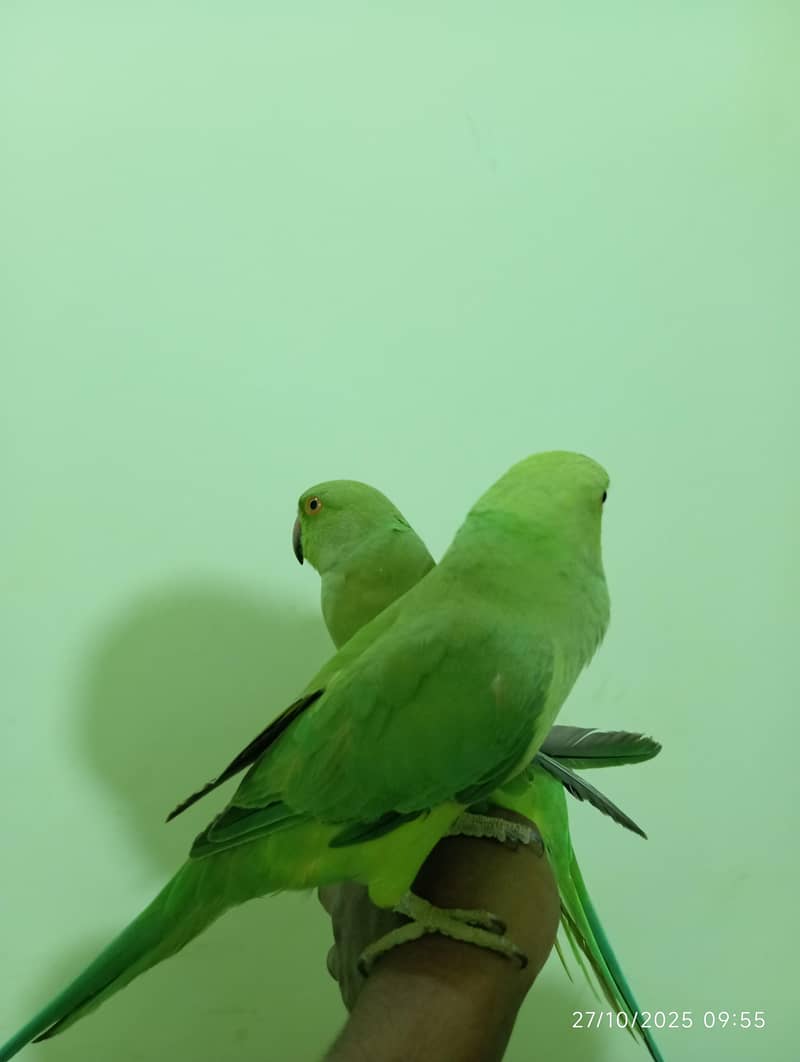 Green Ringneck Pair 4