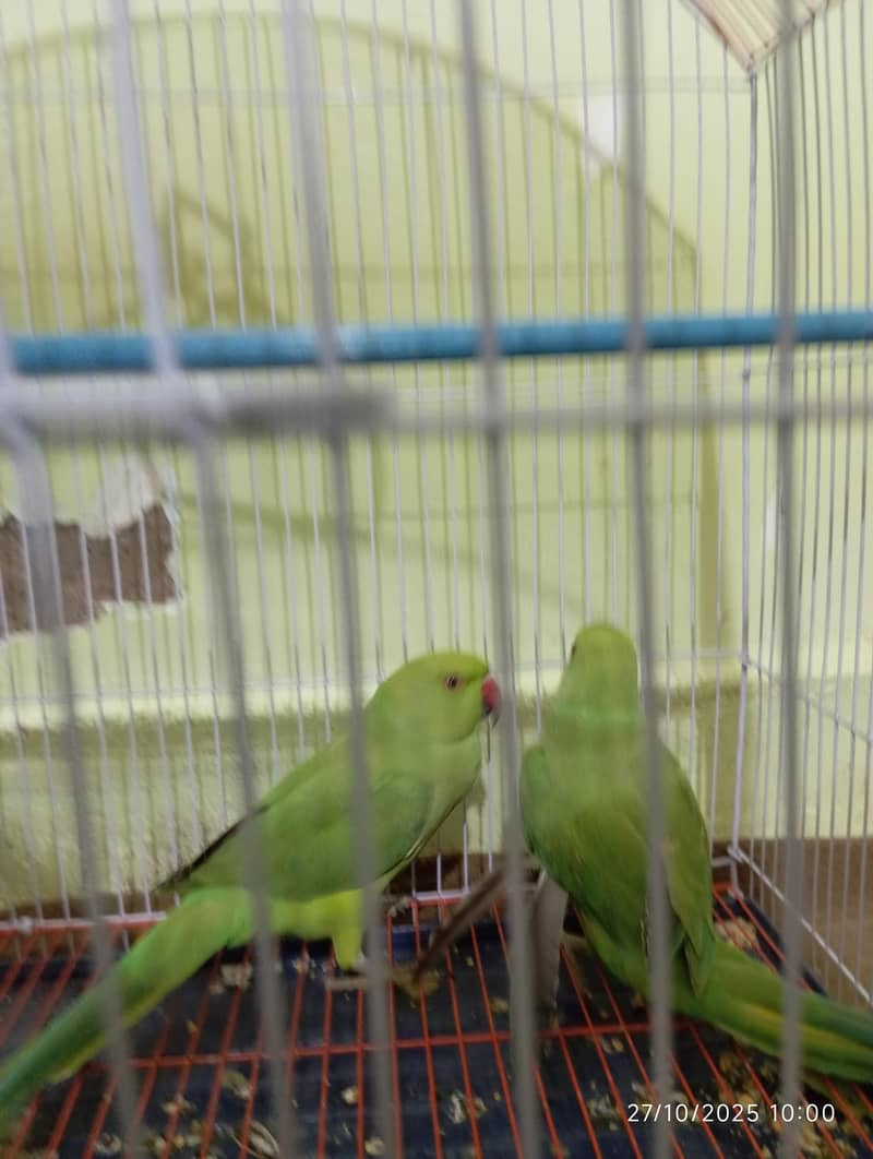 Green Ringneck Pair 5