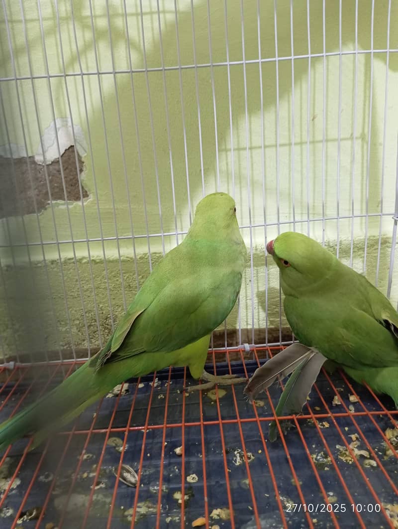 Green Ringneck Pair 6