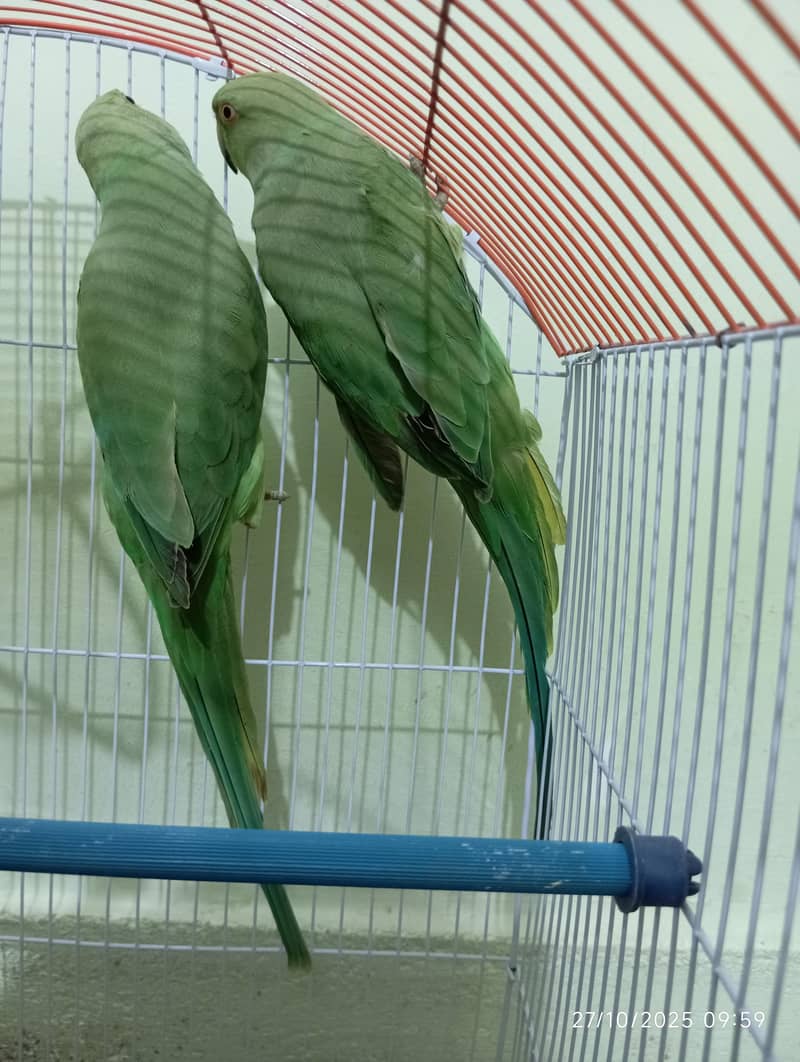 Green Ringneck Pair 7