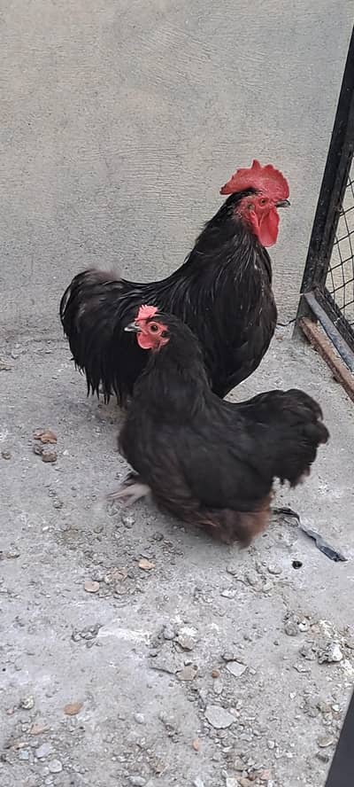 Black bantam