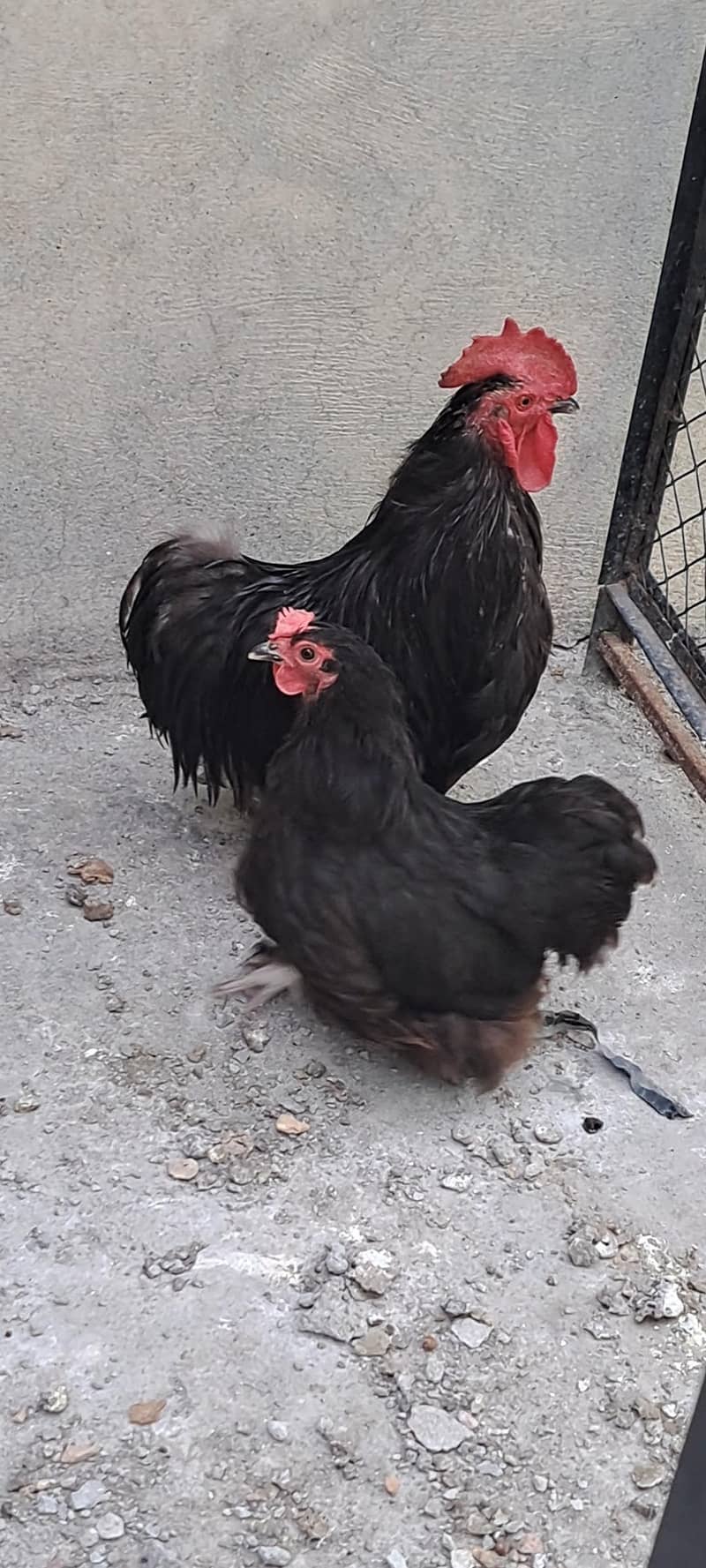 Black bantam 0