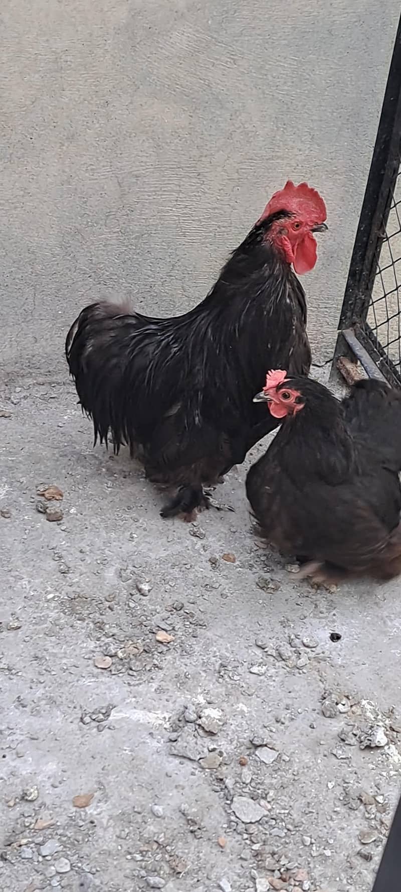 Black bantam 2