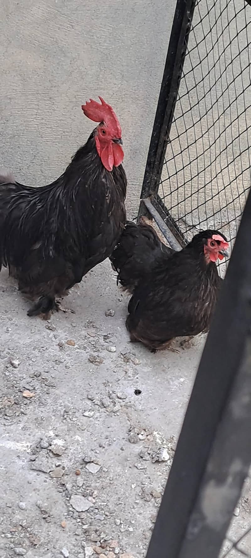 Black bantam 3