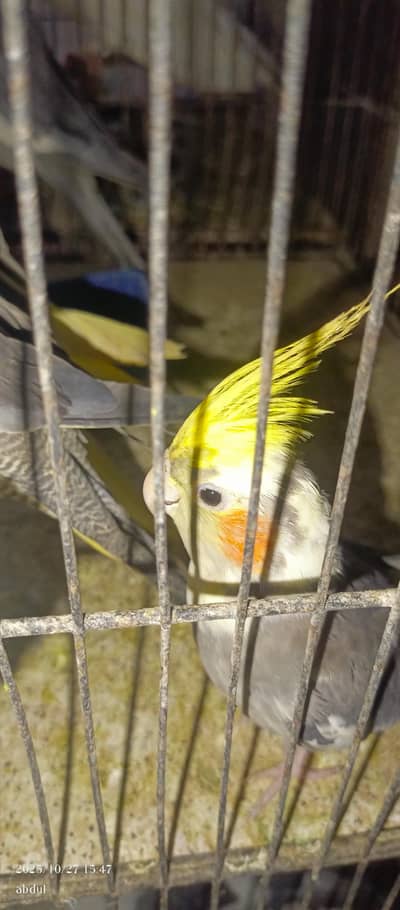 cockatiel  Breeder pair