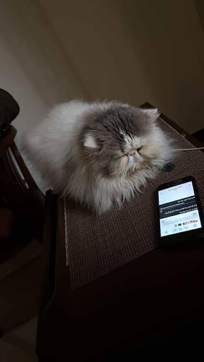 Persian