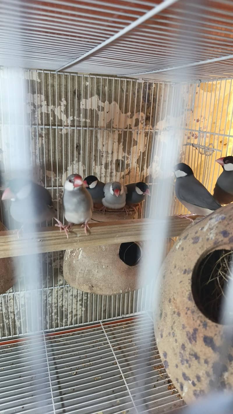 silver split albino red eye or grey split fown Java 2