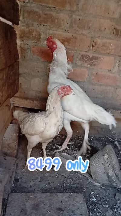 aseel females for sale and aseel hera for sale