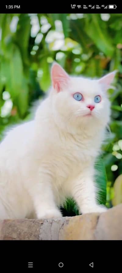 healthy white Persian female cat active and friendly