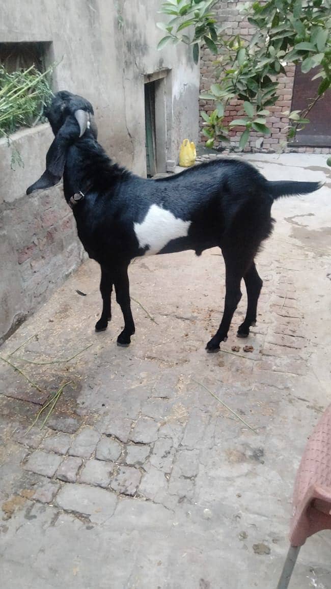 Bakra 1