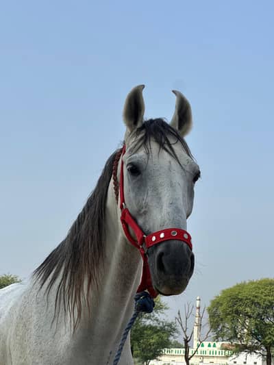 Desi dancer horse