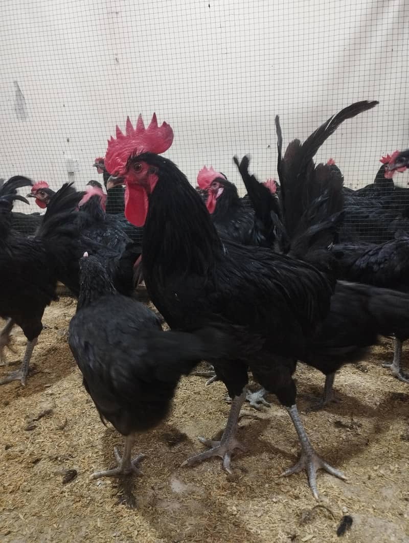 AUSTRALORP 0