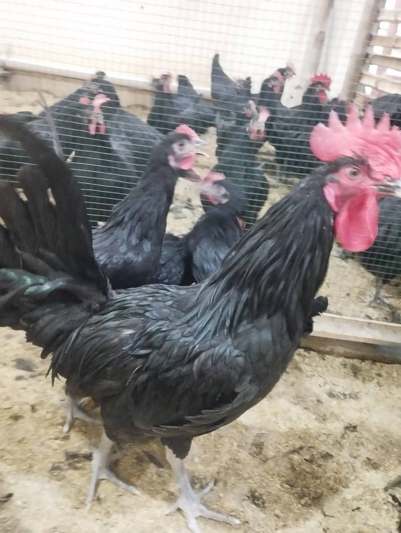 AUSTRALORP 1