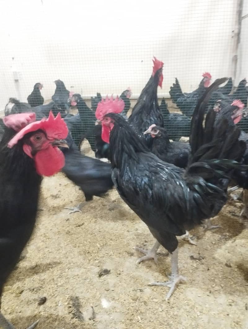 AUSTRALORP 5