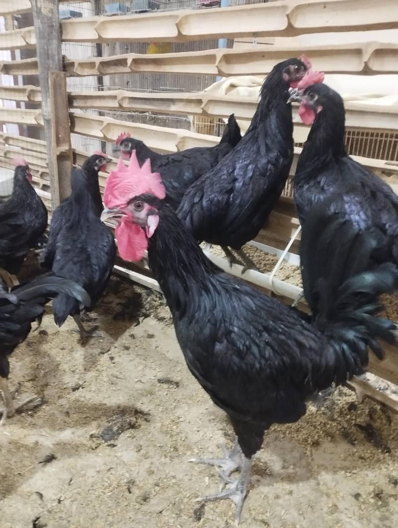 AUSTRALORP 6