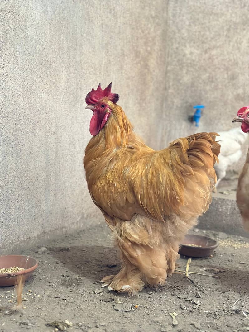 Golden Buff breeder trio 2 hens 1 roaster seriousl buyer msg key - Hens ...