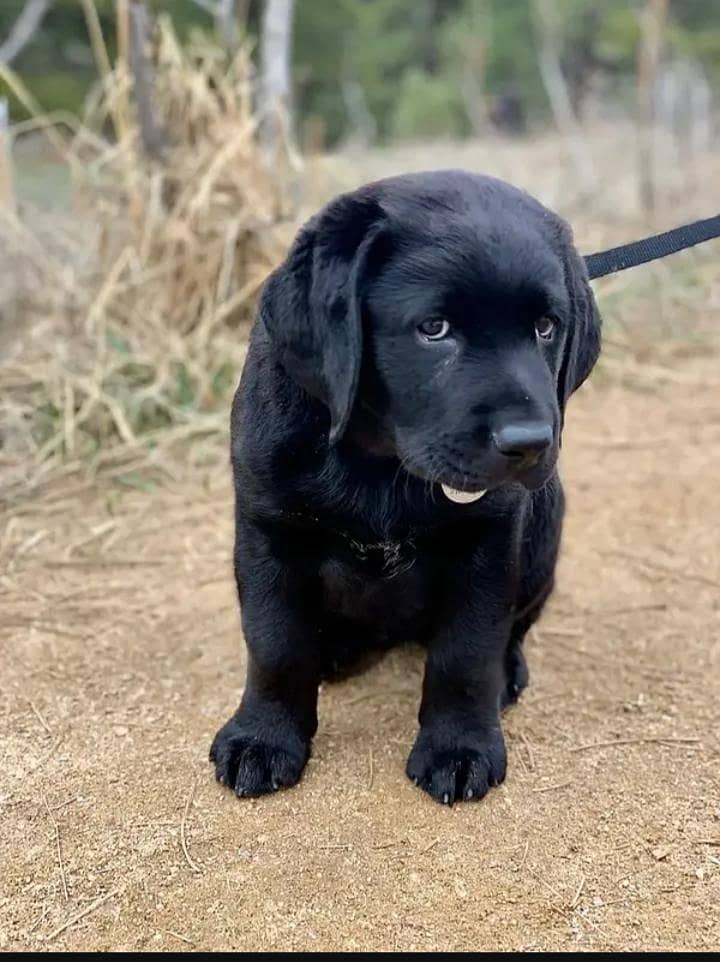high quality pure breed male Labrador puppies available - Dogs - 1107876978