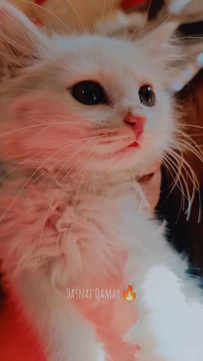 cats for sale kids persian female