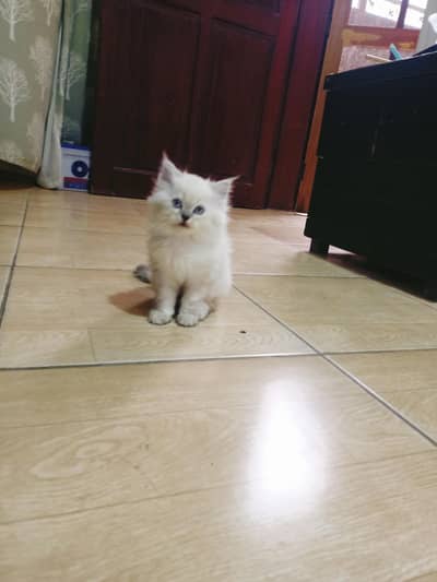 Persian kittens for sale