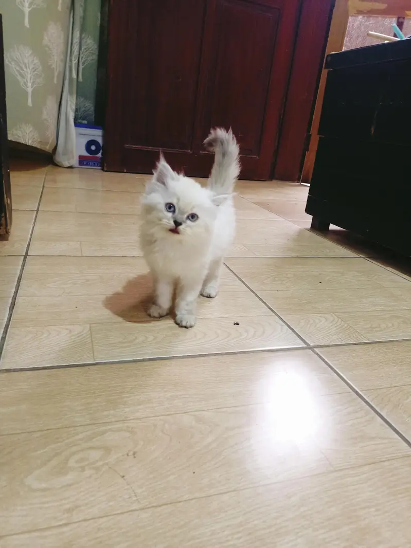 Persian kittens for sale — photo 2
