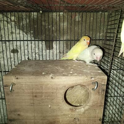 pair mail and femail. .