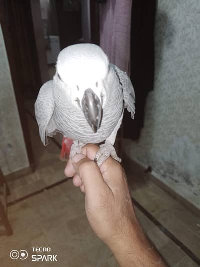 African grey talking  Perot