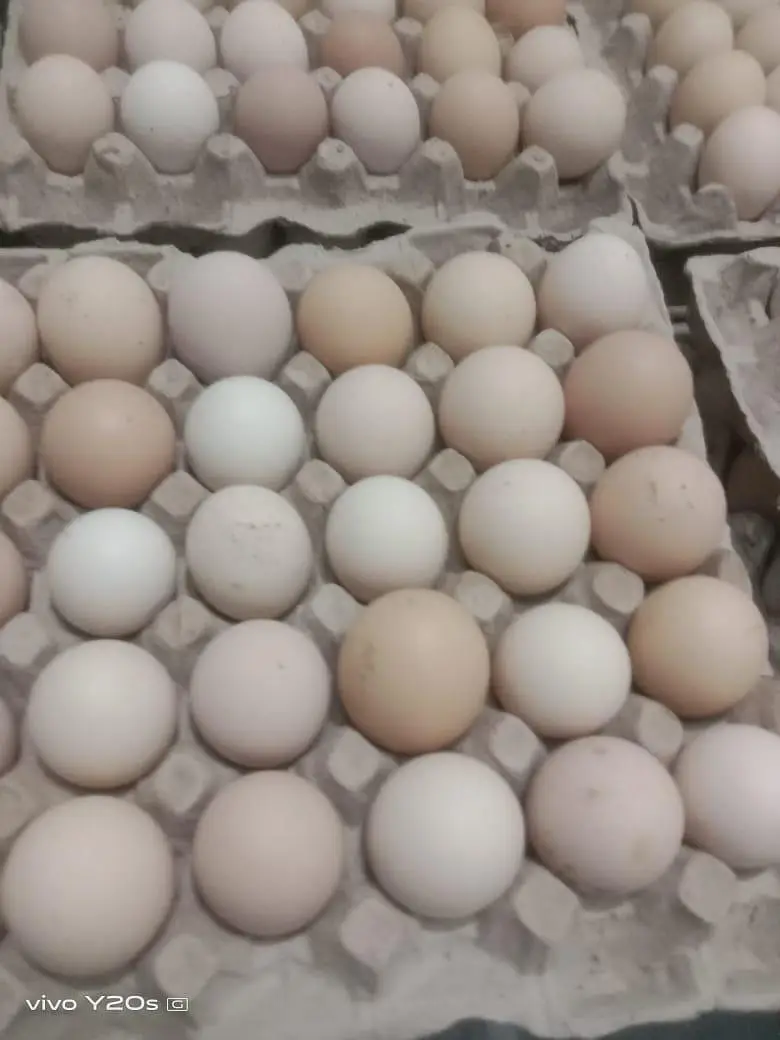 Golden | Misri | Broiler | lohman brown| Australorp| RIR — photo 2