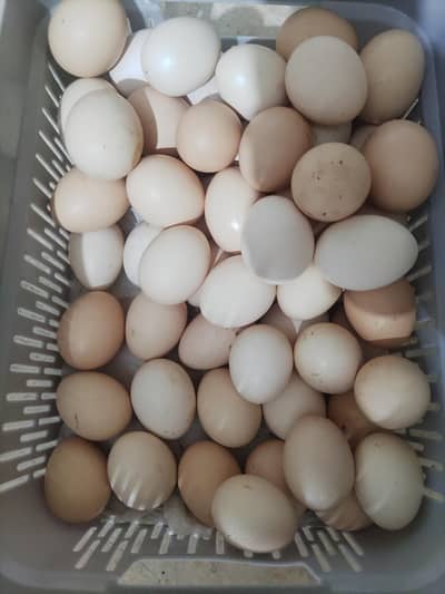 Pure Desi Egg available on daily basis