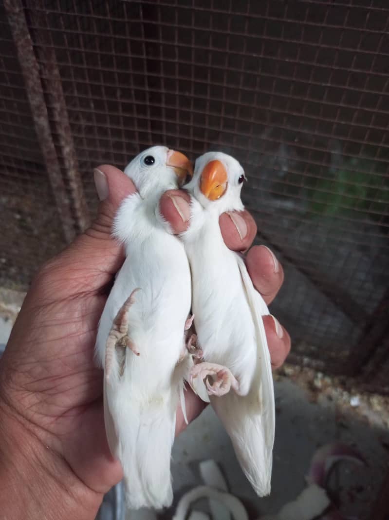 albino common Latino and split Java 0