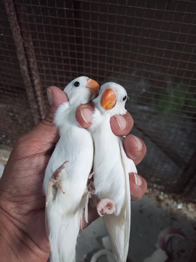 albino common Latino and split Java 1
