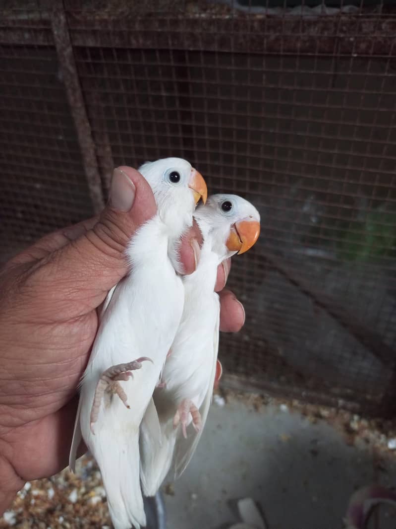 albino common Latino and split Java 2