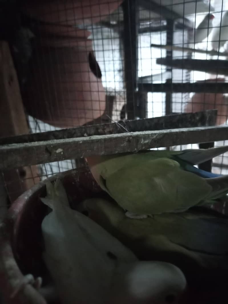 albino common Latino and split Java 3