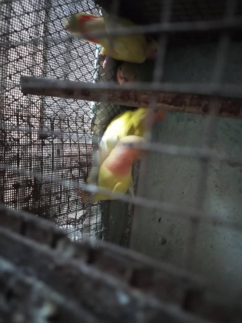 albino common Latino and split Java 4