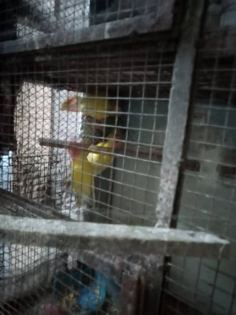 albino common Latino and split Java 5