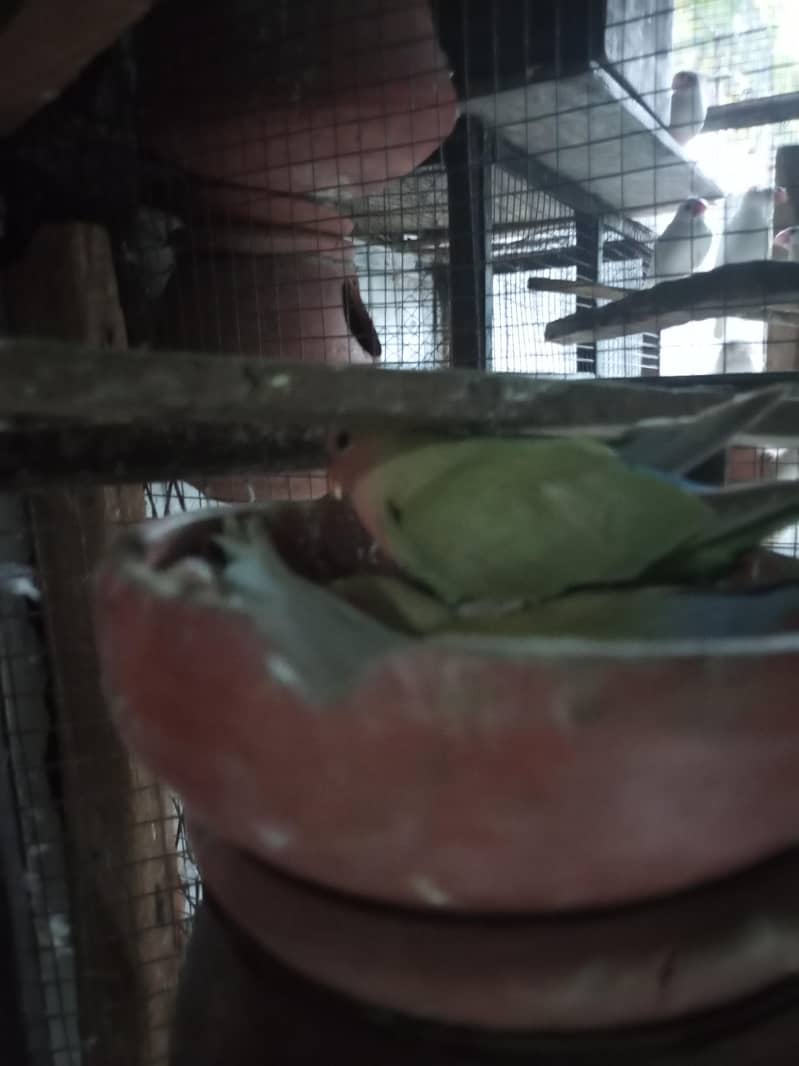 albino common Latino and split Java 6