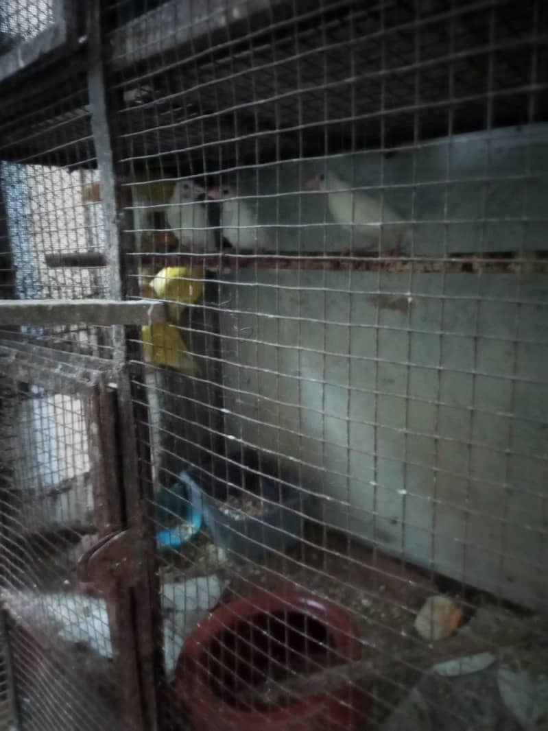 albino common Latino and split Java 7