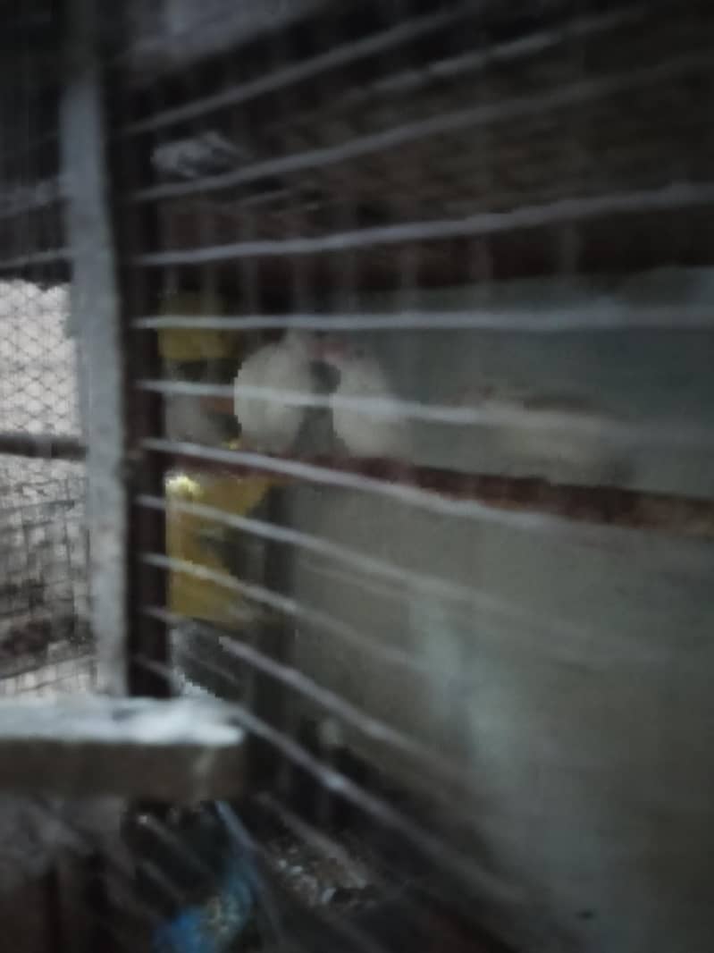 albino common Latino and split Java 8