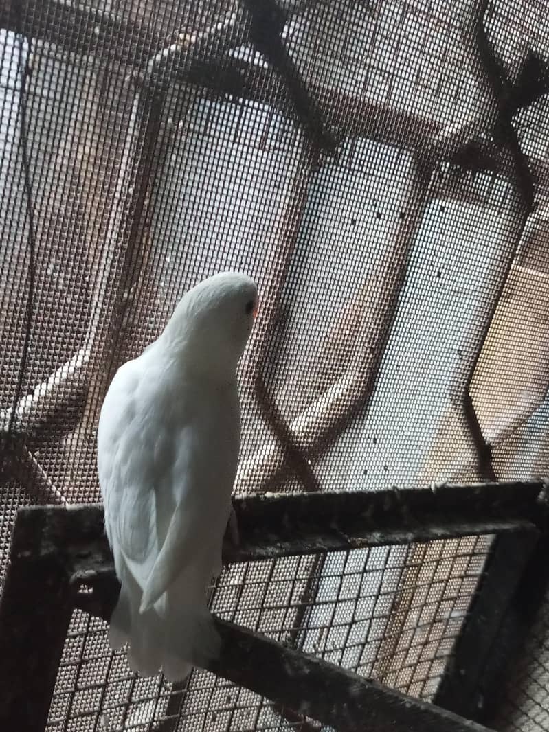 albino common Latino and split Java 9