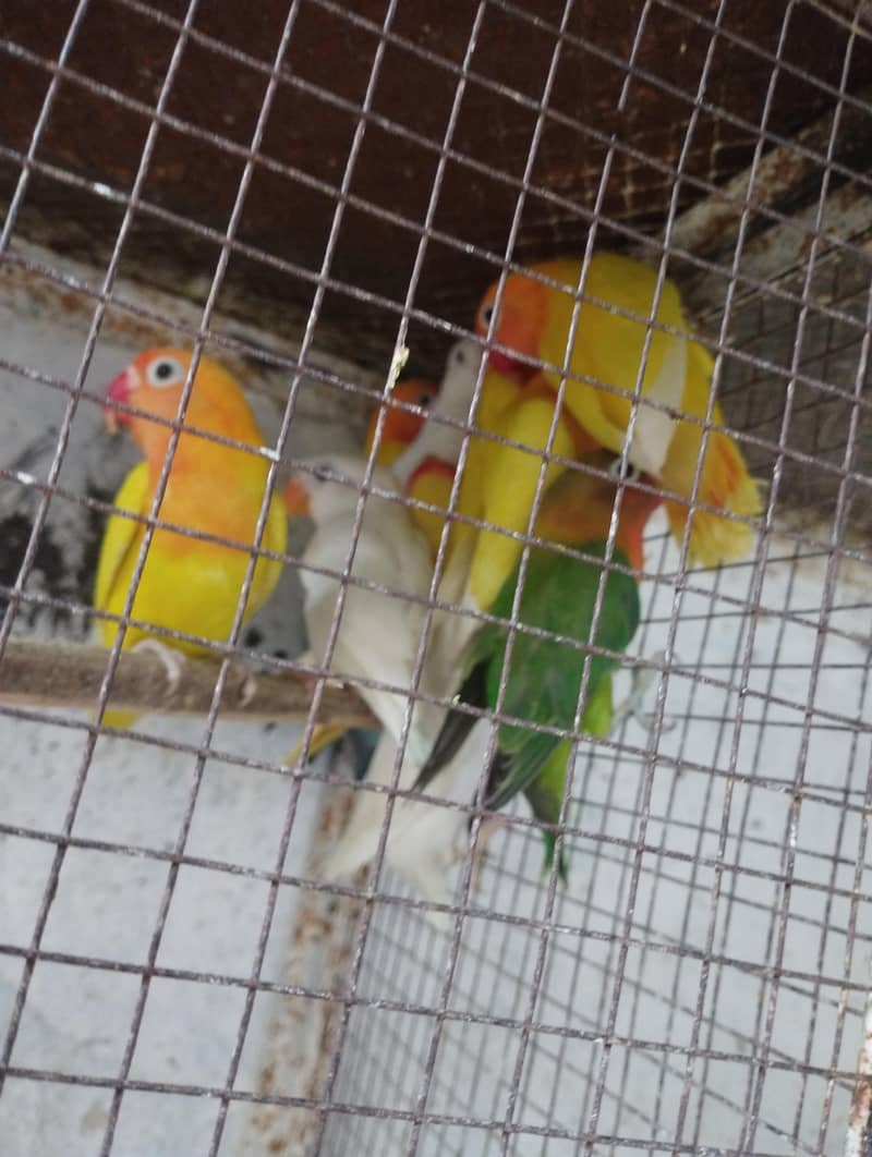 albino common Latino and split Java 10