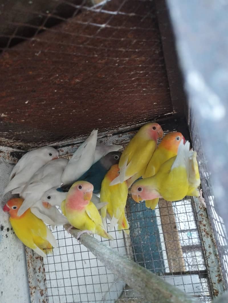 albino common Latino and split Java 11