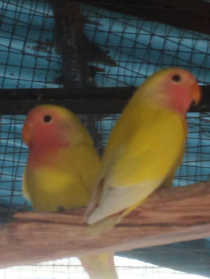 albino common Latino and split Java 12