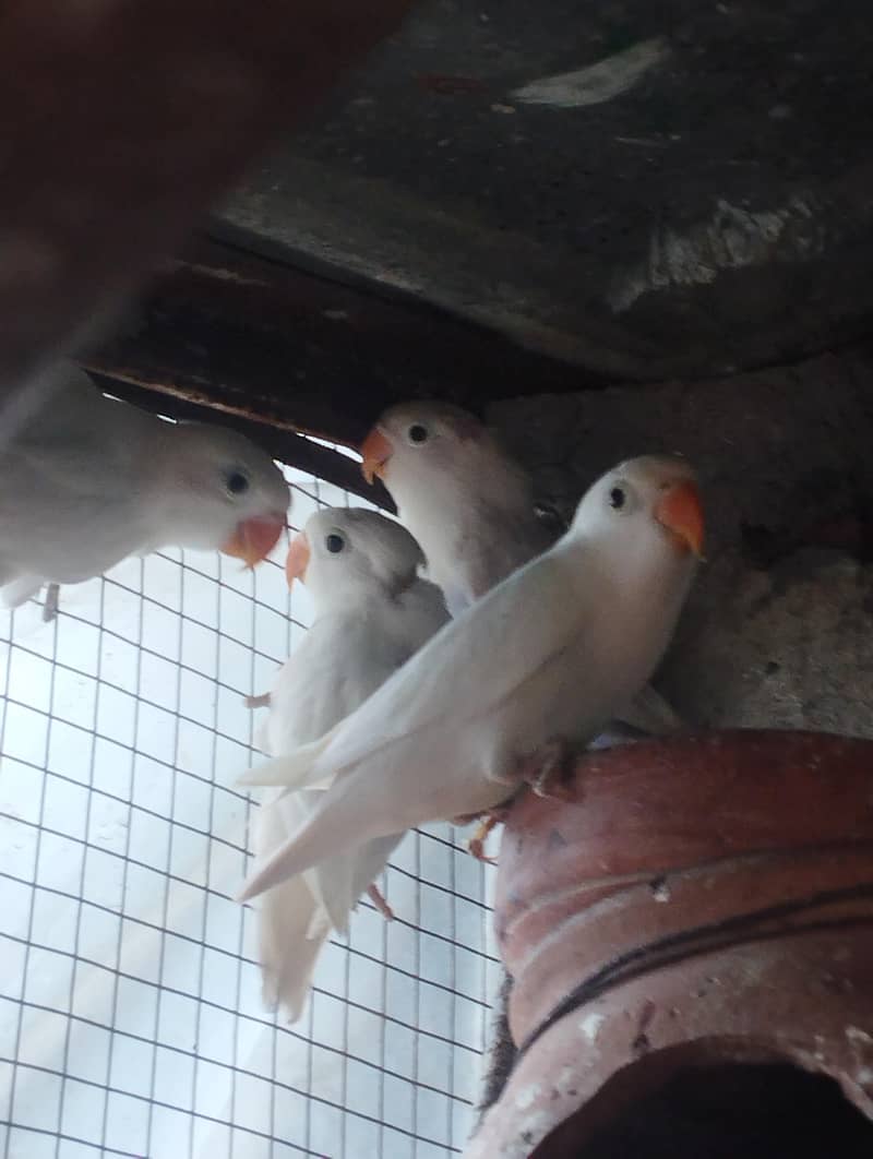 albino common Latino and split Java 14