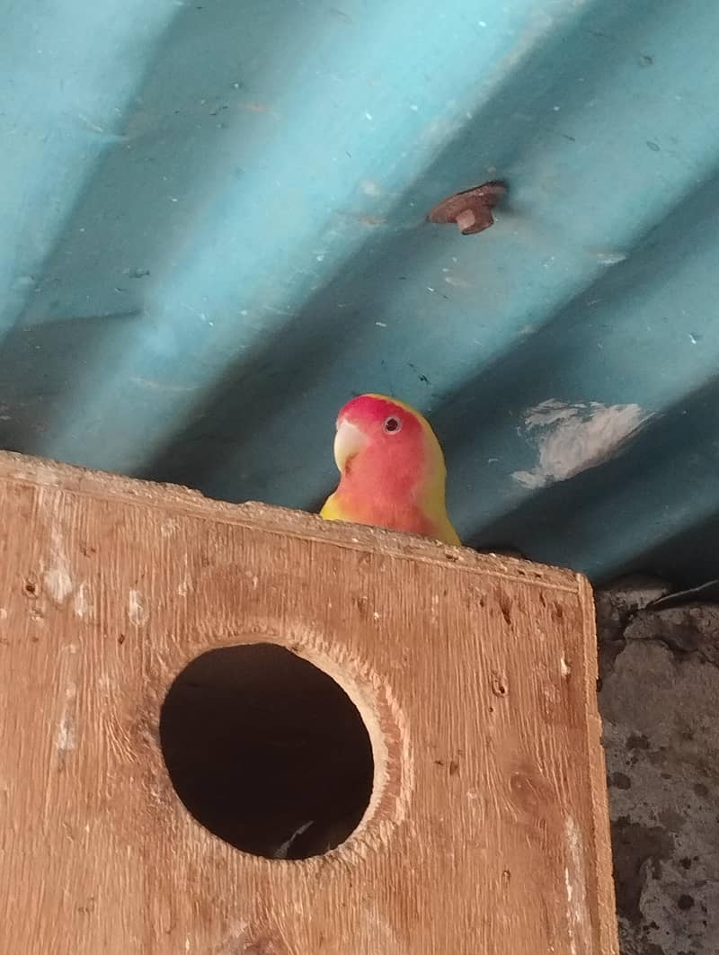 albino common Latino and split Java 15