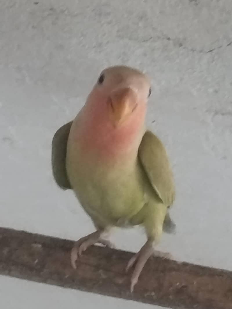 albino common Latino and split Java 16