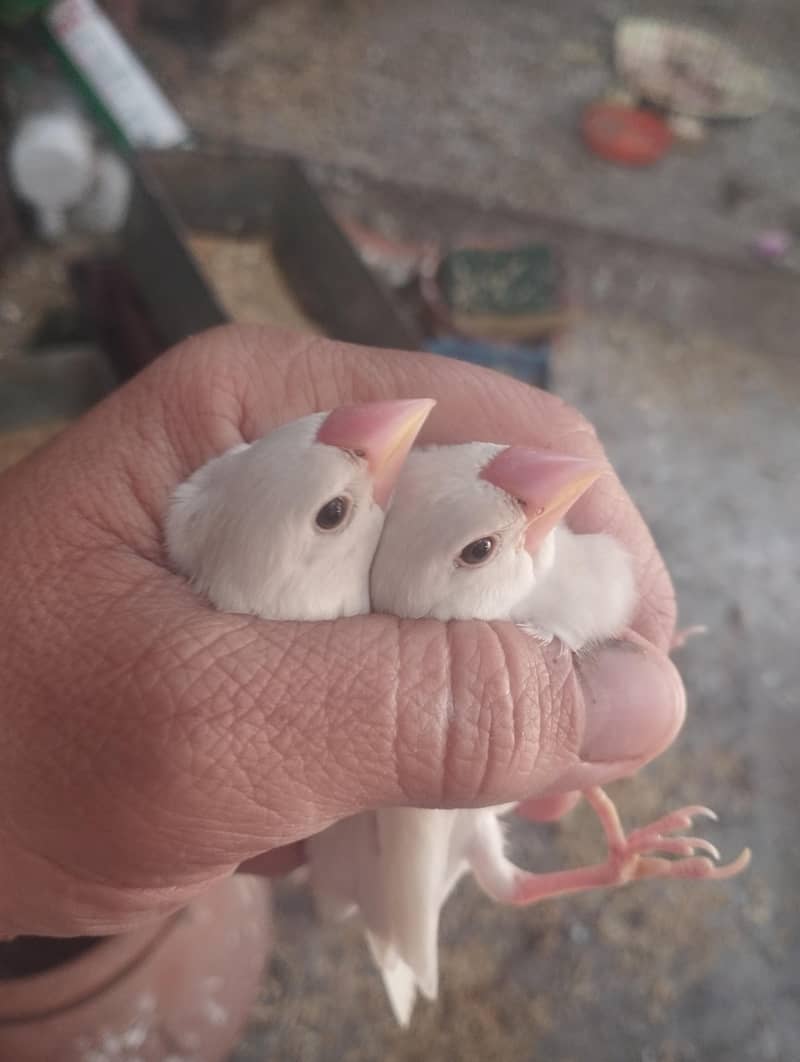 albino common Latino and split Java 17